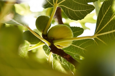 ripe figs on a tree in the sun in Croatia の写真素材