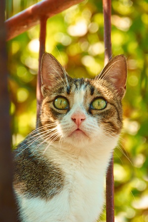 portrait of a cat in out of focus garden  の写真素材