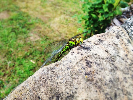 a dragonfly is sitting still on a stone  