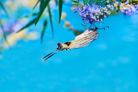 Butterfly sitting on Flower at the beach in Croatia の写真素材
