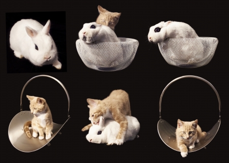 collection of animals, kitten with rabbit on black backgroundの写真素材