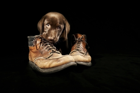 Portrait of brown labrador puppy chewing on old shoes and looking into the camera on black backgroundの写真素材