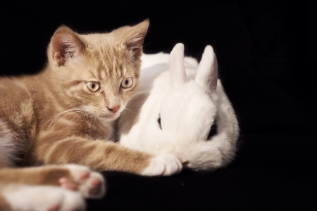 Rabbit and kitten cuddle on black の素材