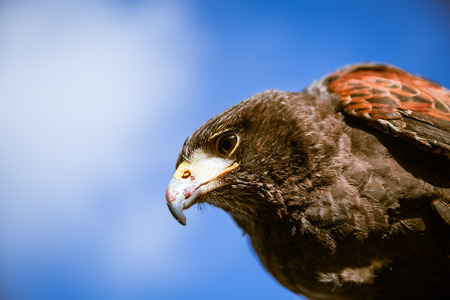 Majestic Eagles used by pest control to reduce pigeons and doves around trafalgar square in westminster, london. の写真素材