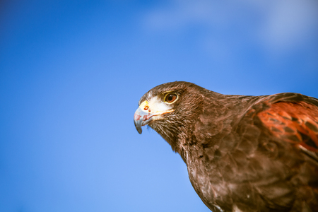 Majestic Eagles used by pest control to reduce pigeons and doves around trafalgar square in...