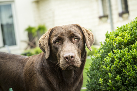 labrador dog in my garden. looking at cameraの写真素材