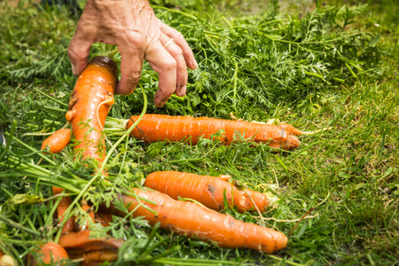 fresh organic carrots from my gardenの写真素材