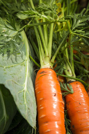 fresh organic carrots from my gardenの写真素材
