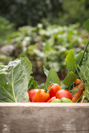 organic vegetables from my garden in a wooden box. の写真素材