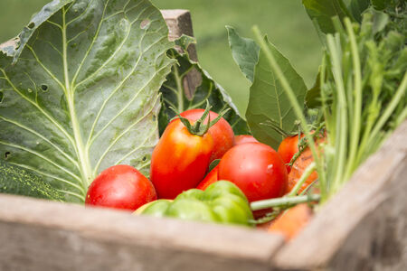 organic vegetables from my garden in a wooden box. の写真素材