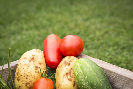 organic vegetables from my garden in a wooden box. の写真素材