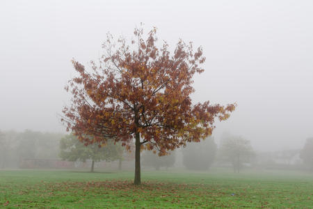 foggy morning in frankfurt city parkの写真素材