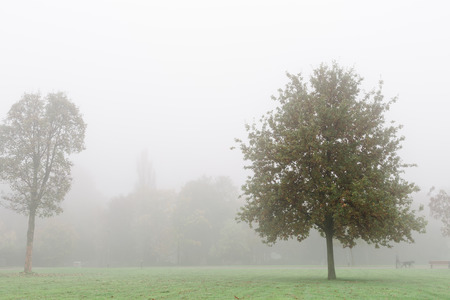 foggy morning in frankfurt city parkの写真素材