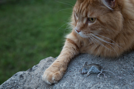 cat and mouse dead on wall in gardenの写真素材