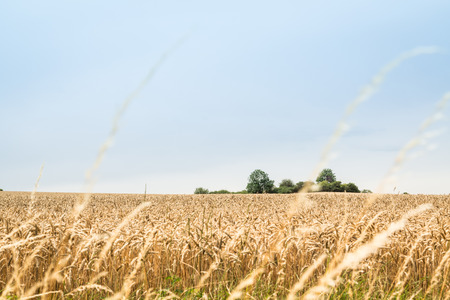 Landscape with wheat field at a sunny day in Germanyの写真素材