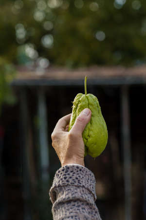 aged woman presenting a vegetable at her garden.