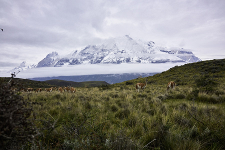 Torres del Paine mountains in the background and a herd of guanacos on grass in forefront. Wide shot.の写真素材