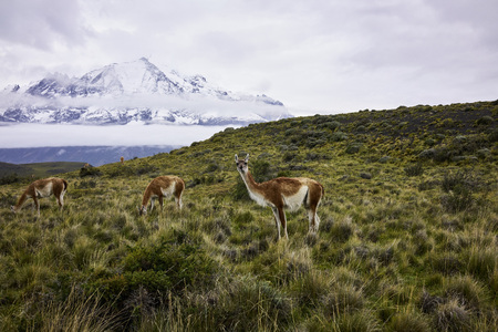Torres del Paine mountains in the background and a herd of guanacos on grass in forefront. Wide shot.の写真素材