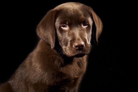 Brown Labrador puppy portrait on black background. Dog looking at camera. Close up shot. Isolated.の写真素材