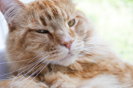 Main Coon cat face close up. Portrait. の写真素材