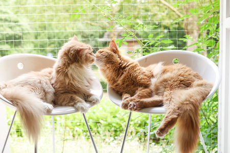 Pair of Maine Coon cats kissing seated on tall chairs. Profile. Full body shot. の写真素材