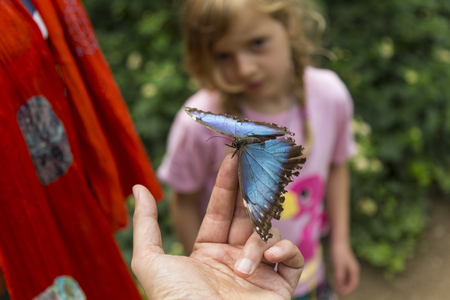 Blue butterfly in foreground. Child in background in soft focus. High angle view. Focus on forefront.の写真素材