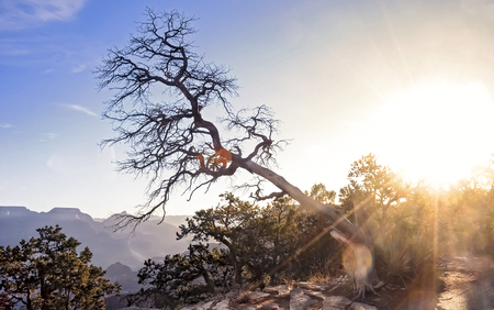 Inclined tree over the Grand Canyon. Lens flare from bright sunrise.