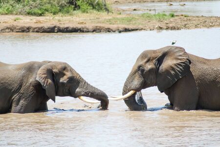 Young elephants playfully interact with each other in riverの写真素材