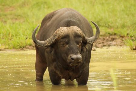 big water bison having a swim in the riverの写真素材