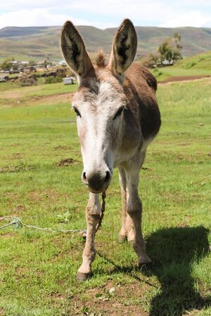 cute donkey standing on green land on sunny dayの写真素材