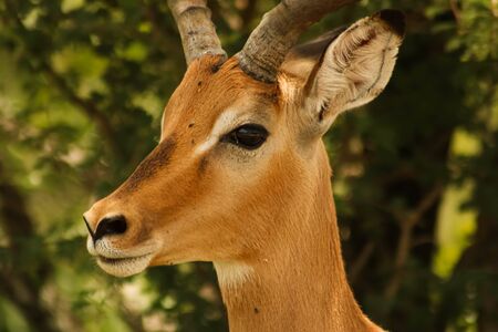 close-up of majestic impala antilope watching not to get eatenの写真素材