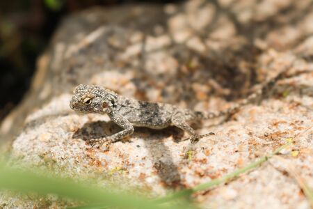 exotic gecko warming up on a sunny dayの写真素材