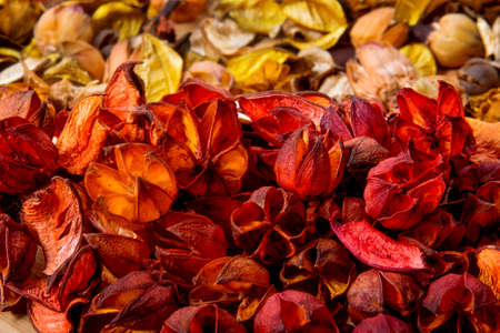 autumn composition with dried flowers の写真素材