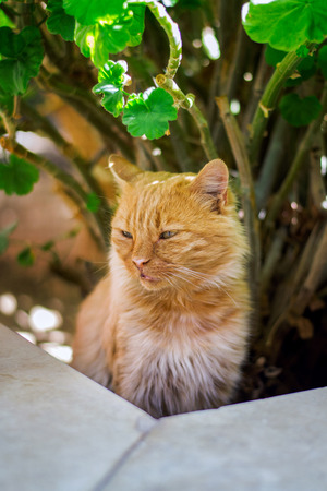 Sad sick stray catの写真素材