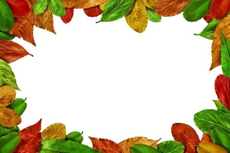 Autumn Leaves frame