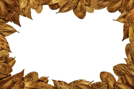 Autumn Leaves vintage frameの写真素材