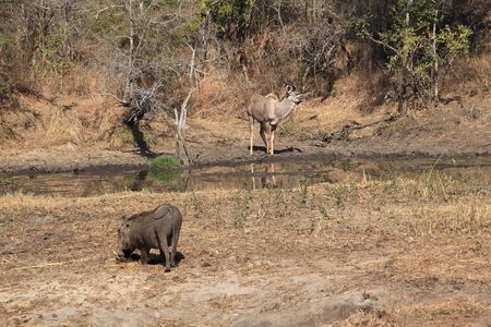 Warthog grazing and Kudu watchingの写真素材