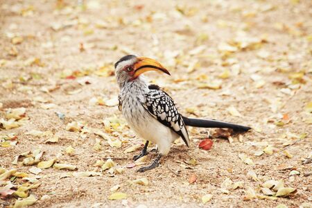 Hornbill bird in Kruger National Park