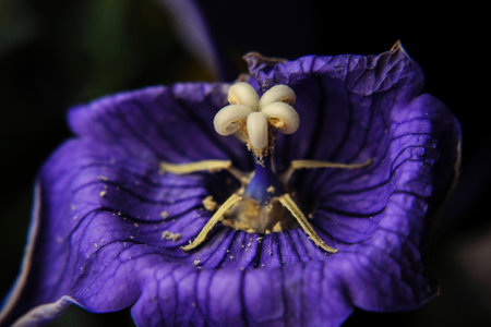 Space flower: Close-up of a purple flowerの写真素材