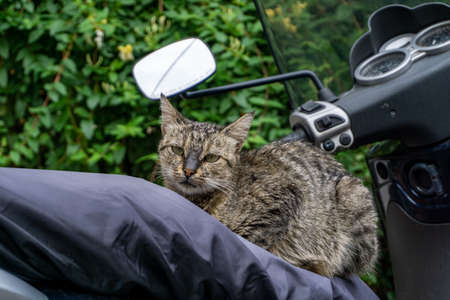 A cat on a motorcycle sitting and posingの写真素材
