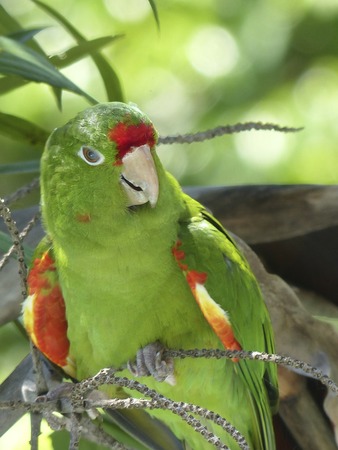 Parakeet Aratinga finshi looking for attention Costa Rica,