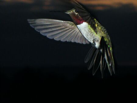 Hummingbirdの写真素材