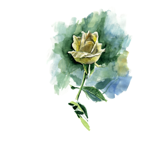 Hand drawn a yellow rose. watercolorの写真素材