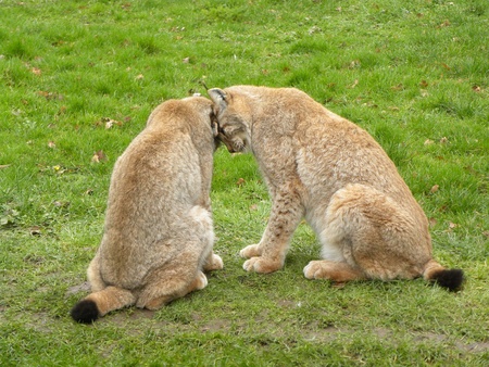 Lynx sistersの写真素材