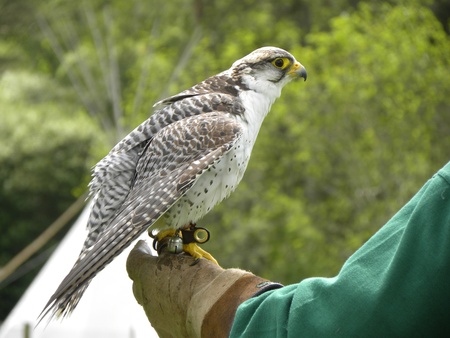 Peregrine Falcon on armの写真素材
