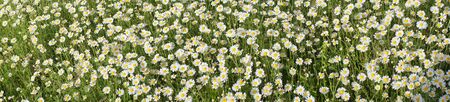 Panoramic view of a meadow full of camomile flowers on a beautiful sunny day. daisies panorama.の写真素材