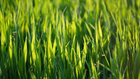 Bright green grass on a sunny day. The grass is backlit by the sun. Close-up.の写真素材