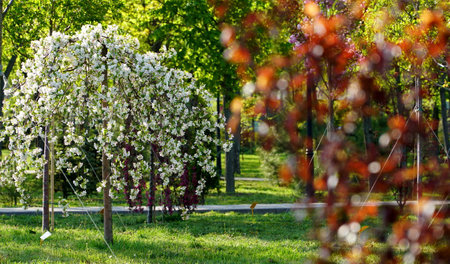 Apple blossom. Apple blossom Beautiful blossoming branches of apple tree with blurred background. Succulent white flowers with white buds close-up. Spring season background. Baner. nの写真素材