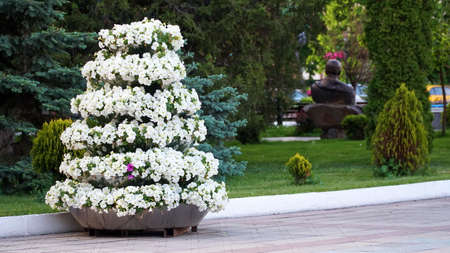 Flower arrangement of purple petunias with dark veins and white calibrachoa in the garden. Calibrachoa in a flower basket. Street decorations. Colorful multicolored bright flowers.の写真素材
