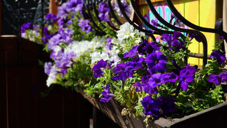 Flower arrangement of purple petunias with dark veins and white calibrachoa in the garden. Calibrachoa in a flower basket. Street decorations. Colorful multicolored bright flowers.の写真素材